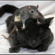 Illustration for article titled Rat Brain Simulator Calls IBMs Cat Brain Simulation Bogus